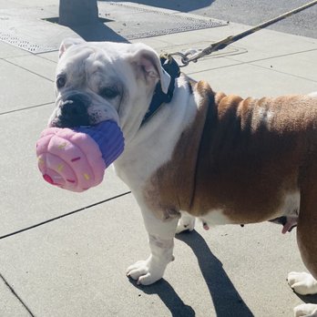 Wag'n Tails - Fun new toy! - Pet Stores Near Me - Coronado, California Wag'n Tails - Fun new toy! - Pet Stores Near Me - Coronado, California
