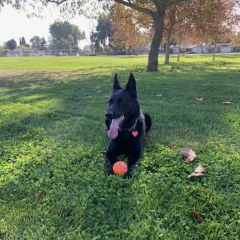 SentinelHarts German Shepherds - Pets Near Me SentinelHarts German Shepherds - Pets Near Me