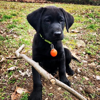 Ducktown Retrievers - Pet Breeders Near Me - Cumming, Georgia