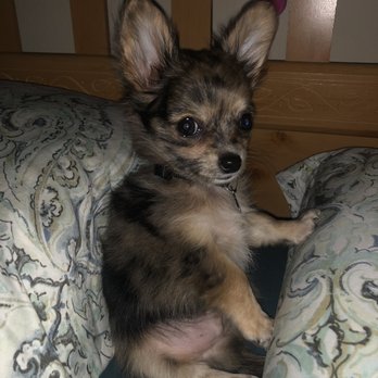 Crystal Sky Puppies - Pet Services Near Me