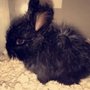 Photo of Tiny Tails Petting Zoo