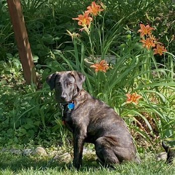 pet care animal hospital blue ash