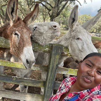 Gypsy Gold Horse Farm - Made some new friends. - Walking Tours Near Me - Ocala, Florida Gypsy Gold Horse Farm - Made some new friends. - Walking Tours Near Me - Ocala, Florida