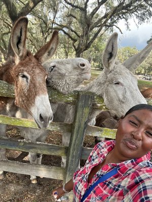 Gypsy Gold Horse Farm by null