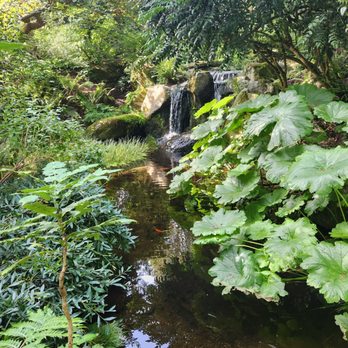 Bellevue Botanical Garden - Small but beautiful waterfall and the bright orange koi really enhanced the visual! - Botanical Gardens Near Me - Bellevue, Washington