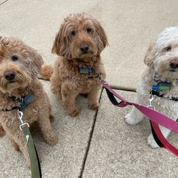 FurAmor - Dog Walkers Near Me - Elgin, Illinois