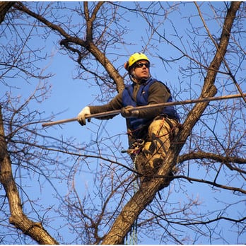 PayLess Tree Service - Tree Services Near Me - Woodstock, Georgia PayLess Tree Service - Tree Services Near Me - Woodstock, Georgia