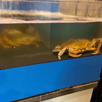 Ocean 9 Crab - Part of the crab tank they have at the restaurant. - Seafood Near Me - Antioch, California Ocean 9 Crab - Part of the crab tank they have at the restaurant. - Seafood Near Me - Antioch, California