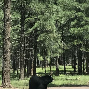 Bearizona - Never been so close to bears in their own environment. - Zoos Near Me - Williams, Arizona