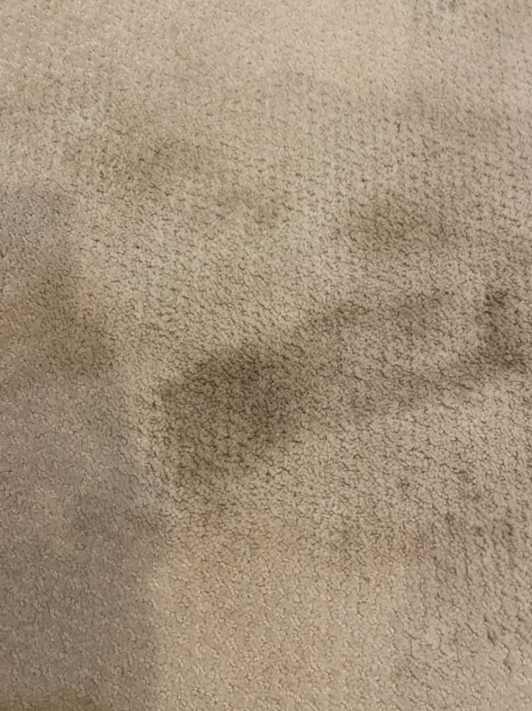 CARPET DRYCLEAN - Updated July 2025 - 88 Photos & 172 Reviews - 3101 ...