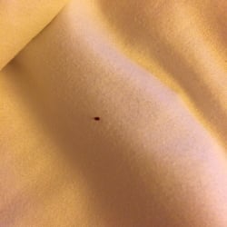 European Hostel - Hard to tell but that is a motherfucking bedbug full of blood and when I tried to pick it up it squirted blood everywhere.