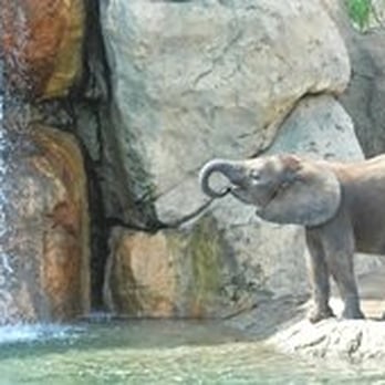 Indianapolis Zoo - Baby elephant! Photo courtesy of the zoo website. - Zoos Near Me - Indianapolis, Indiana Indianapolis Zoo - Baby elephant! Photo courtesy of the zoo website. - Zoos Near Me - Indianapolis, Indiana