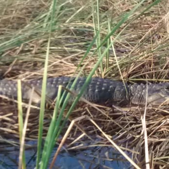 Coopertown Restaurant - An alligator (the Everglades doesn't have any crocs). - Breakfast & Brunch Near Me - Miami, Florida