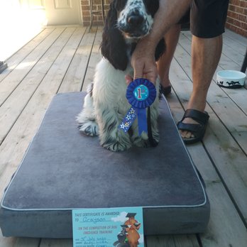 Scotty's dog walking and training - Pet Training Near Me - Niagara Falls, Ontario