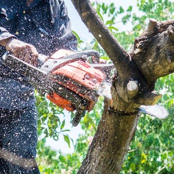 Professional Guys Tree Services - Professional Guys Tree Services - Tree Services Near Me Professional Guys Tree Services - Professional Guys Tree Services - Tree Services Near Me
