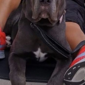 Central Florida K-9 - Pet Sitting Near Me - Eustis, Florida Central Florida K-9 - Pet Sitting Near Me - Eustis, Florida