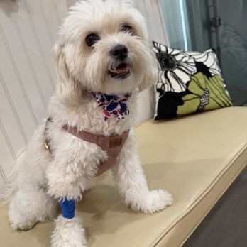 Veterinary Out-Patient Clinic - Veterinarians Near Me - Orange, California Veterinary Out-Patient Clinic - Veterinarians Near Me - Orange, California