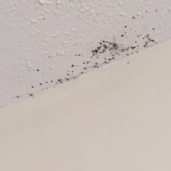 Dixon leasing - Mold Growing On My Ceiling Which Dixon Refused To Fix - Property Management Near Me - Jersey City, New Jersey Dixon leasing - Mold Growing On My Ceiling Which Dixon Refused To Fix - Property Management Near Me - Jersey City, New Jersey