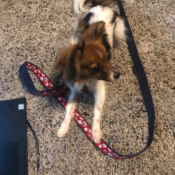 Sparkling Pets - Pet Groomers Near Me - Richmond, Texas