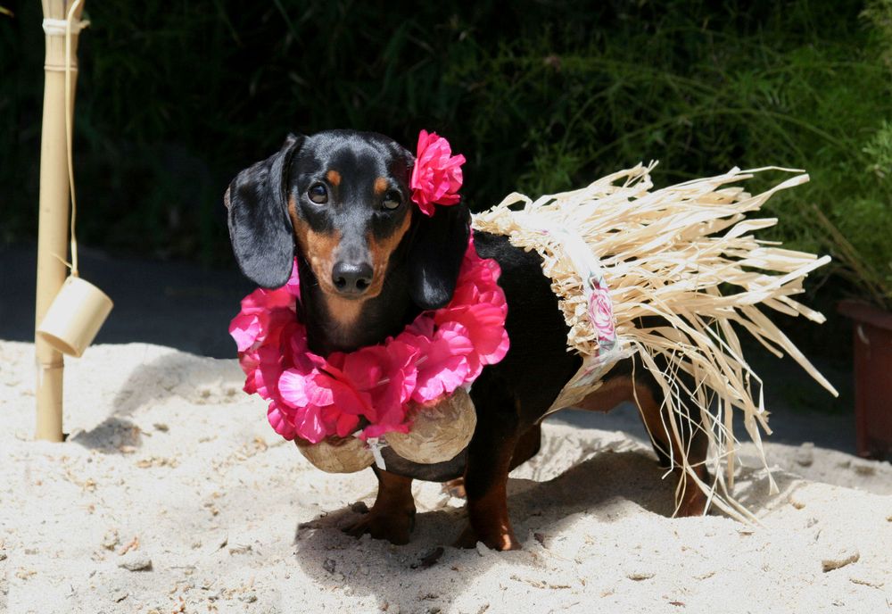 Ritz Barkleton - pet boarding facility in Miami, FL