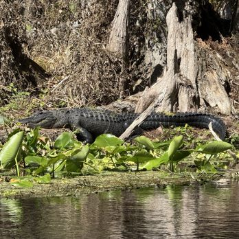 Silver Springs State Park - Tours Near Me - Silver Springs, Florida Silver Springs State Park - Tours Near Me - Silver Springs, Florida