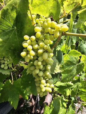 Olivewood Gardens and Learning Center by null