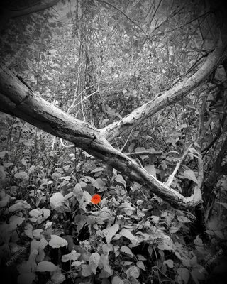 Photo of Escondido Canyon Park - Malibu, CA, US. 7-31-20: Got some great shots