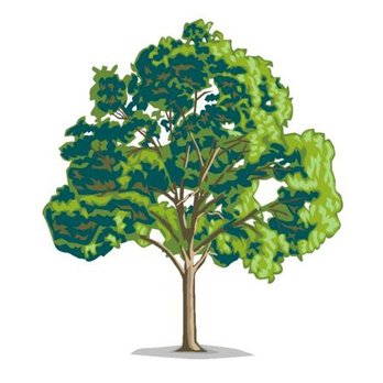 Trimmed Up Trees - Tree Services Near Me - Atwood, Illinois Trimmed Up Trees - Tree Services Near Me - Atwood, Illinois
