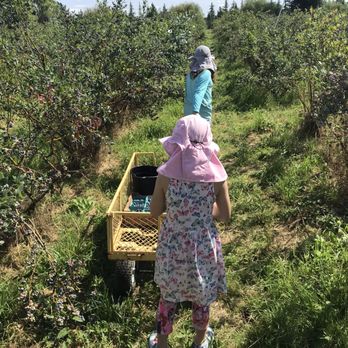 Bella Organic Farm - The picking crew - Fruits & Veggies Near Me - Portland, Oregon Bella Organic Farm - The picking crew - Fruits & Veggies Near Me - Portland, Oregon