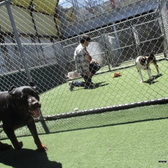 Pet Camp - No shade. Hot paws. If you know SF (I was born and raised here), you know the Mission gets really really hot. - Pet Training Near Me - San Francisco, California Pet Camp - No shade. Hot paws. If you know SF (I was born and raised here), you know the Mission gets really really hot. - Pet Training Near Me - San Francisco, California