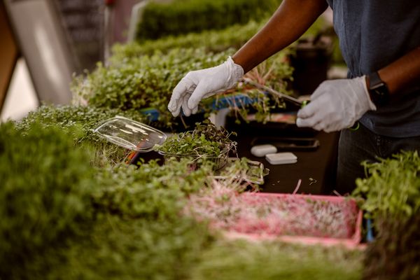 Orchard Farmers Market by null