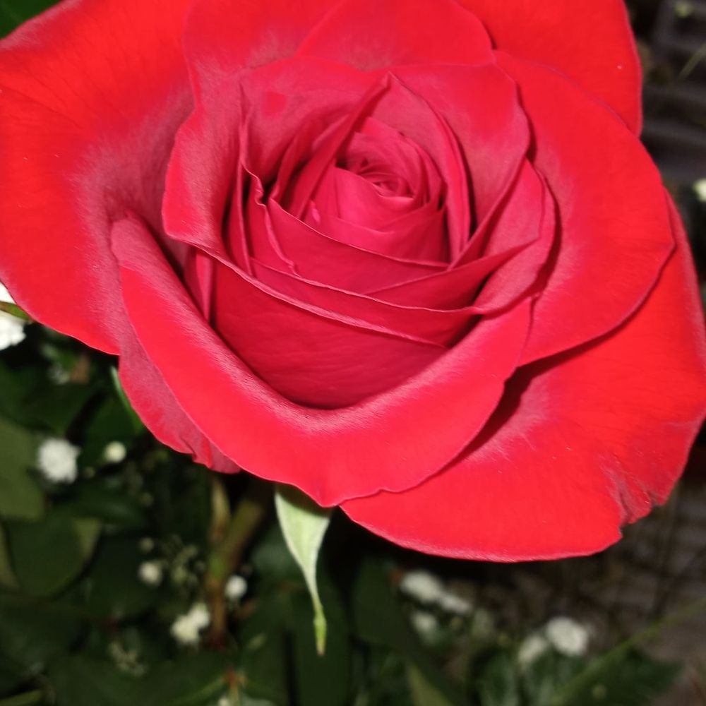 Flower Patch - Bloom caught being beautiful! - Florists Near Me - Murray, Utah Flower Patch - Bloom caught being beautiful! - Florists Near Me - Murray, Utah