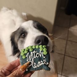 The Original Paw Pleasers - Halloween cookie