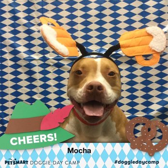 PetSmart - daycare pictures! - Pet Stores Near Me - Fremont, California PetSmart - daycare pictures! - Pet Stores Near Me - Fremont, California