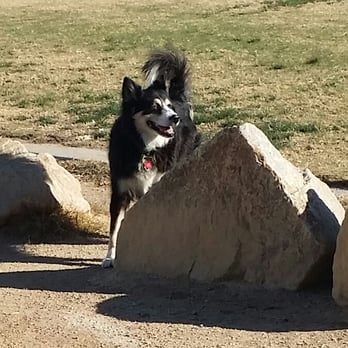 Sunset Park - This big dog was brought in to the small dog area by his non reading owner today 12-2-2015. - Dog Parks Near Me - Las Vegas, Nevada Sunset Park - This big dog was brought in to the small dog area by his non reading owner today 12-2-2015. - Dog Parks Near Me - Las Vegas, Nevada