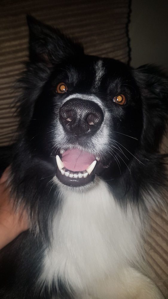 MAUDE & EDDIE’S DOG GROOMING Updated September 2024 Duns, Scottish