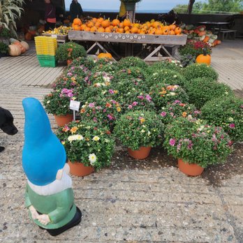 The Farm Store at Tiashoke - Mums and pumpkins - Attraction Farms Near Me - Schaghticoke, New York