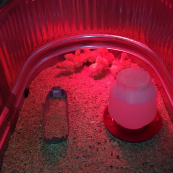 Rural King - a red light in a cage - Home & Garden Near Me - Elyria, Ohio