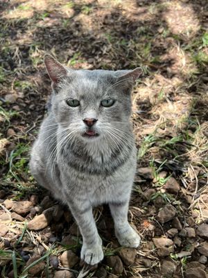 Lānaʻi Cat Sanctuary by null