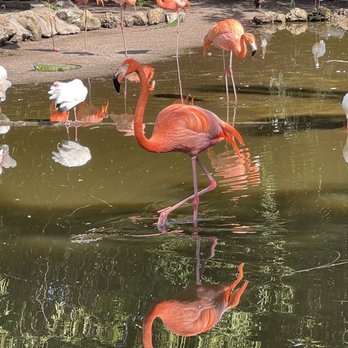 Flamingo Gardens - Botanical Gardens Near Me - Davie, Florida Flamingo Gardens - Botanical Gardens Near Me - Davie, Florida
