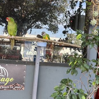Birdcage Coffee House - Birds right outside their door - Coffee & Tea Near Me - Long Beach, California Birdcage Coffee House - Birds right outside their door - Coffee & Tea Near Me - Long Beach, California