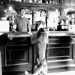 The Adelphi - Dog friendly,