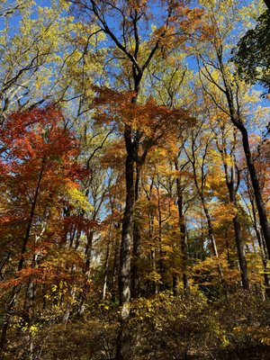 Rockefeller State Park Preserve by null