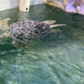 Clearwater Marine Aquarium - One of the turtles - Aquariums Near Me - Clearwater, Florida