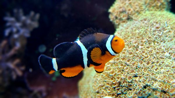 North Carolina Aquarium at Fort Fisher by null