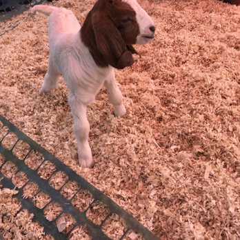 NuLu Bock Fest - Baby any goats!!! - Festivals Near Me - Louisville, Kentucky NuLu Bock Fest - Baby any goats!!! - Festivals Near Me - Louisville, Kentucky