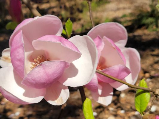 Laurelhurst Park by null