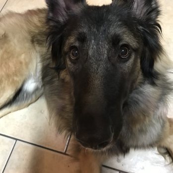 Dirty Dog Daycare - Pet Training Near Me - Ukiah, California Dirty Dog Daycare - Pet Training Near Me - Ukiah, California