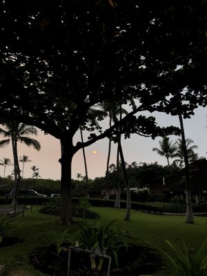 Mauna Lani Point by null