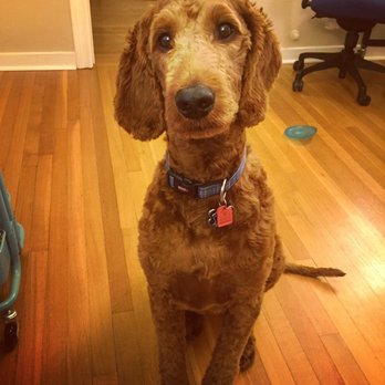 Smyth Irish Setters - Brooklyn - Pets Near Me - Oconto, Wisconsin Smyth Irish Setters - Brooklyn - Pets Near Me - Oconto, Wisconsin